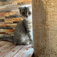 واگذاری‌گربه