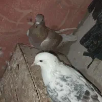 تکپر و دورگ کبوتر مال علی آباد|پرنده|خان ببین, |دیوار