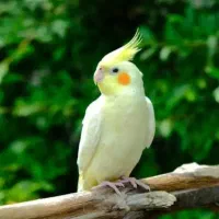 عروس هلندی پیدا شده