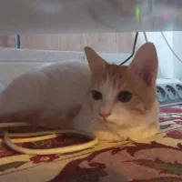 واگذاری گربه|گربه|زابل, |دیوار