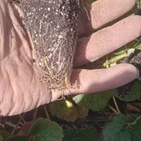 نهال توت فرنگی از کردستان به صورت نقد و شرایطی|خدمات باغبانی و درختکاری|جیرفت, |دیوار