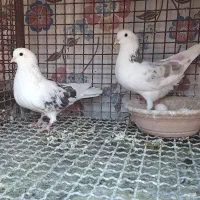 کبوتر چند جفت مایه|پرنده|پاکدشت, پاکدشت (مامازند)|دیوار