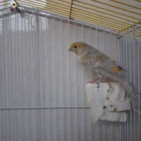 قناری ماده