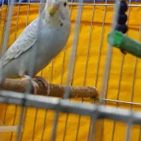 مرغ عشق ماده کار داده