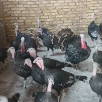 فروش بوقلمون|حیوانات مزرعه|پلنگ آباد, |دیوار