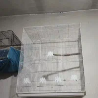 لانه قفس پژاوند و اردشیر