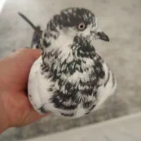 کبوتر تهرانی کله دم نر