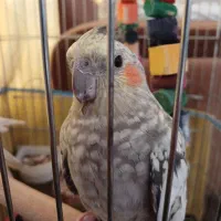 عروس هلندی|پرنده|مرودشت, ژیان|دیوار