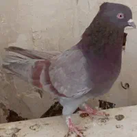 کفتر سرور و پرشی|پرنده|کاشان, لتحر|دیوار