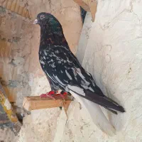 6تا دم سفید بدون دم غلط