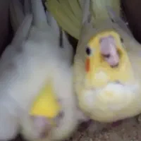 دو جفت عروس هلندی رویجوجه و روی تخم|پرنده|بجنورد, |دیوار