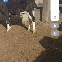 گوساله نر و ماده|حیوانات مزرعه|تربت جام, میان جام|دیوار