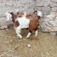 بره|حیوانات مزرعه|نیمروز, |دیوار