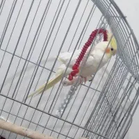 عروس هلندی لوتینو|پرنده|برخوار, |دیوار