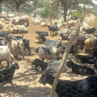 گوسفند و بز