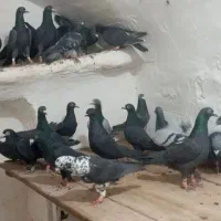 کبوتر جنگل آلمانی و کرمانی|پرنده|فرح دشت, |دیوار