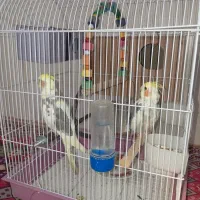 2عدد عروس هلندی