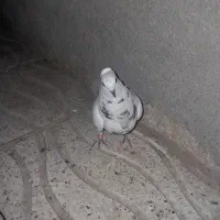 کبوتر