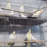 عروس هلندی جوجه تا بالغ|پرنده|چالوس, |دیوار