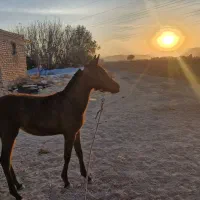 کره اسب مادیون نوه عقاب نوری