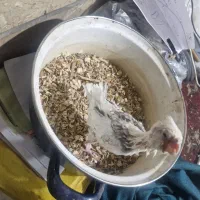 عروس سرلاکی