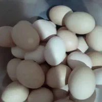 تخم مرغ نطفه دار و خوراکی معلی تازه دونه 7تومان|خوردنی و آشامیدنی|رفسنجان, |دیوار
