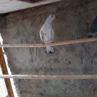 کبوتر پرشی|پرنده|مبارکه, |دیوار