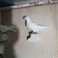 کاکلی کفتررنگه