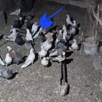 کبوتر  گمشده