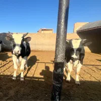 گوساله نر نزری عید قربان