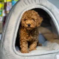 پودل عروسکی (ارش اسدی)اسدی پت|سگ|تهران, قیطریه|دیوار