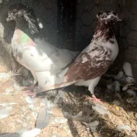 کفتر پرشی|پرنده|بندرعباس, |دیوار