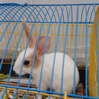 خرگوش|موش و خرگوش|آشخانه, |دیوار