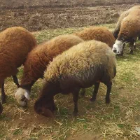 32 گوسفند|حیوانات مزرعه|گیان, |دیوار