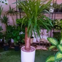 گل های آپارتمانی ( بار جدید رسید)