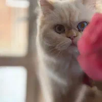 گربه