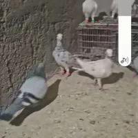 چند عدد کبوتر خوشگل معاوضه با یهودی