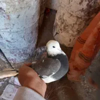 کبوتر شازده و کاکل قرمز