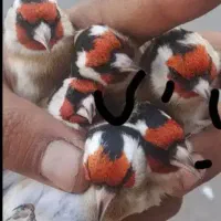 تازه گیر ونقاب قلف سهره