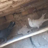 کبوتر|پرنده|لاران, |دیوار