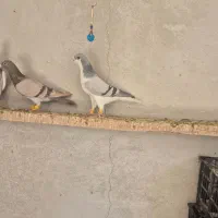 کبوتر ماده و چپ|پرنده|قزوین, |دیوار