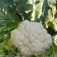 فروش محصول گل کلم درجه یک صادراتی