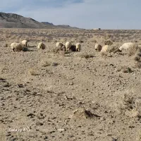 تعداد گوسفند بزرگ وکوچک معاوضه با تویوتا