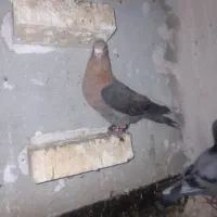 کبوتر|پرنده|آشخانه, |دیوار