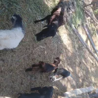 بزغاله شیری