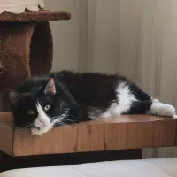 گربه دی اس ال موبلند واگذاری