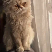 پرشین سوپرفلت|گربه|سیرجان, |دیوار