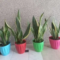 گل سانسوریا|گل و گیاه طبیعی|قم, قلعه کامکار|دیوار