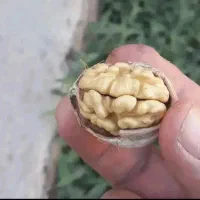 گردو با کیفیت تویسرکان گردو مال باغ خودمون هست|خوردنی و آشامیدنی|محمدشهر, کوی بهار|دیوار