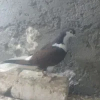 کبوتر|پرنده|زهک, |دیوار